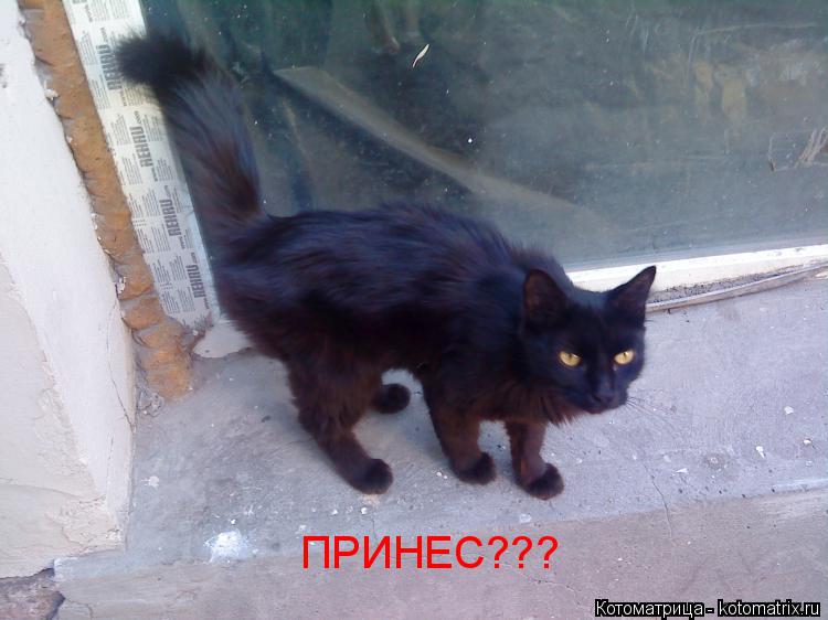 ПРИНЕС???... Котоматрица: ПРИНЕС???