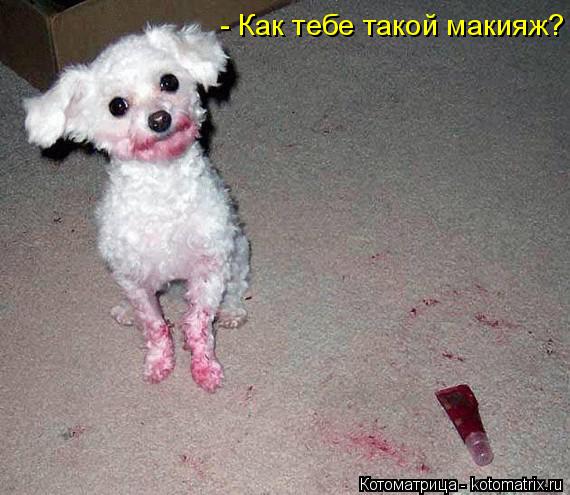 Котоматрица: - Как тебе такой макияж?