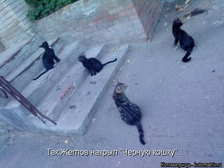 Так Жеглов накрыл "Черную кошку"...... Котоматрица: Так Жеглов накрыл "Черную кошку"...
