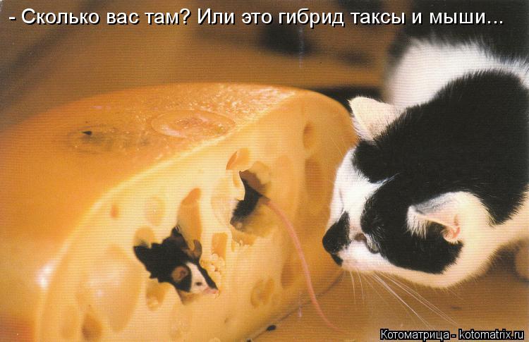 Котоматрица: - Сколько вас там? Или это гибрид таксы и мыши...