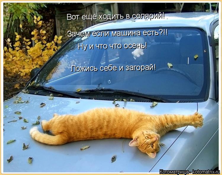 Котоматрица: Вот ещё ходить в солярий! Зачем если машина есть?!! Ну и что что осень! Ложись себе и загорай!