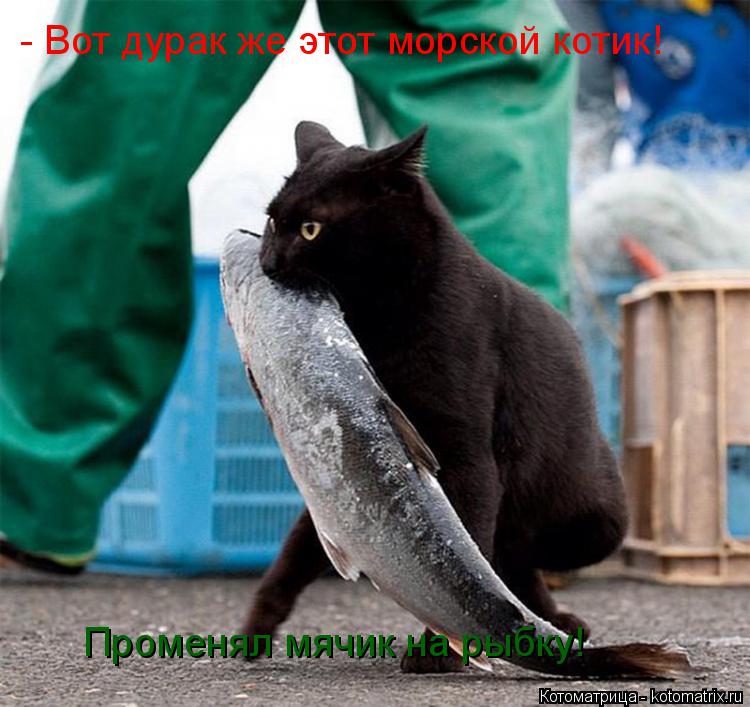 Котоматрица: - Вот дурак же этот морской котик! Променял мячик на рыбку!