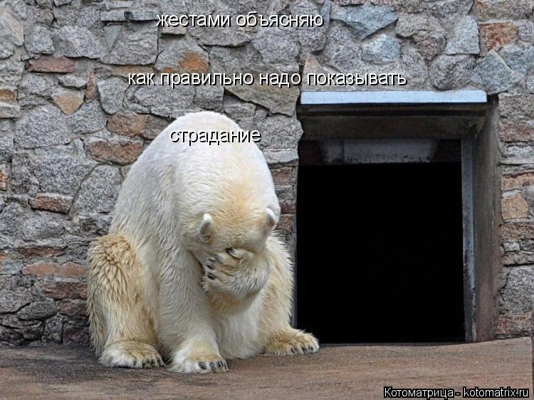 жестами объясняю как правильно надо показывать страдание... Котоматрица: жестами объясняю как правильно надо показывать страдание