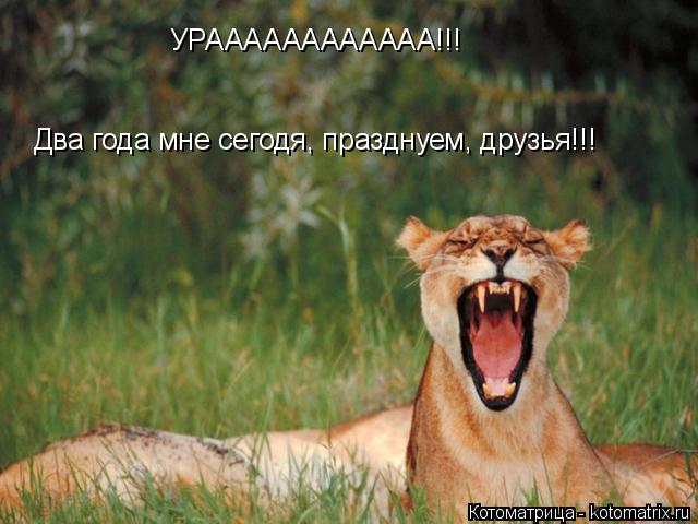 Котоматрица: УРАААААААААААА!!! Два года мне сегодя, празднуем, друзья!!!