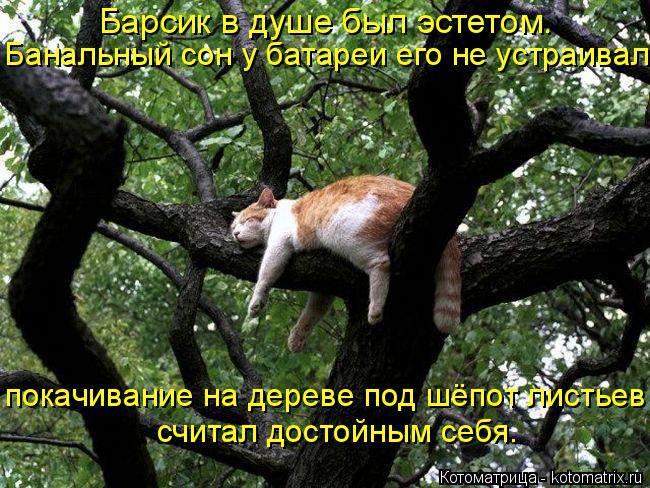 Барсик в душе был эстетом. Банальный сон у батареи его не устраивал. покачивание на дереве под шёпот... Котоматрица: Барсик в душе был эстетом. Банальный сон у батареи его не устраивал. покачивание на дереве под шёпот листьев считал достойным себя.