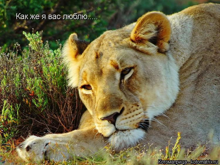 Котоматрица: Как же я вас люблю.....