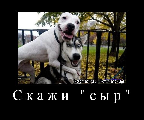 Котоматрица: Скажи "сыр" 