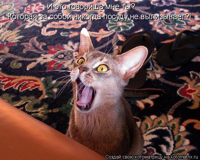 И это говоришь мне ты? Которая за собой никогда посуду не вылизывает?!... Котоматрица: И это говоришь мне ты? Которая за собой никогда посуду не вылизывает?!