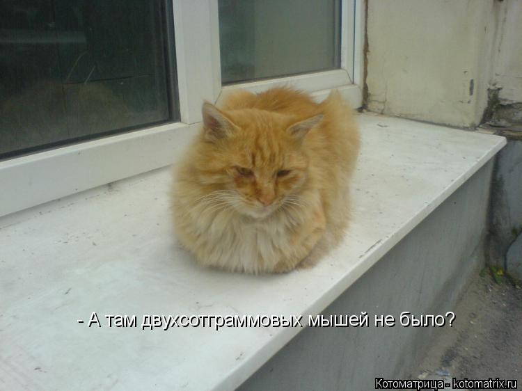 - А там двухсотграммовых мышей не было?... Котоматрица: - А там двухсотграммовых мышей не было?