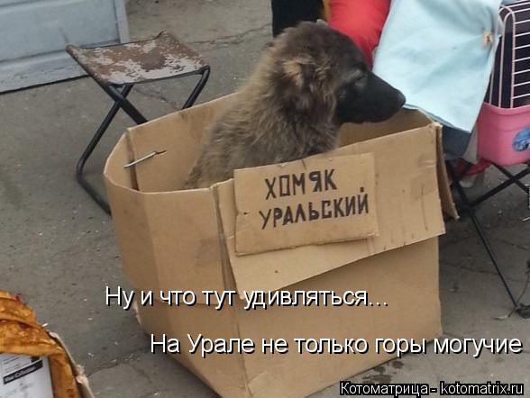 Ну и что тут удивляться… На Урале не только горы могучие... Котоматрица: Ну и что тут удивляться… На Урале не только горы могучие