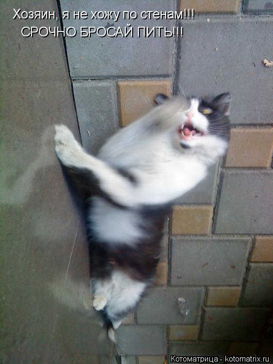 Хозяин, я не хожу по стенам!!! СРОЧНО БРОСАЙ ПИТЬ!!!... Котоматрица: Хозяин, я не хожу по стенам!!! СРОЧНО БРОСАЙ ПИТЬ!!!