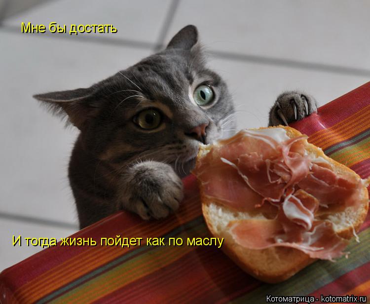 Мне бы достать И тогда жизнь пойдет как по маслу... Котоматрица: Мне бы достать И тогда жизнь пойдет как по маслу