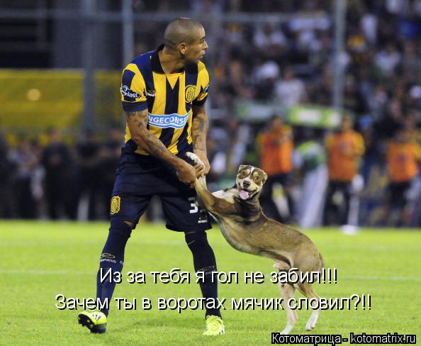 Котоматрица: Из за тебя я гол не забил!!! Зачем ты в воротах мячик словил?!!