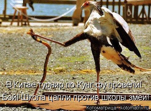 Котоматрица: Бой! Школа цапли против школы змеи! В Китае турнир по Кунг-фу провели!