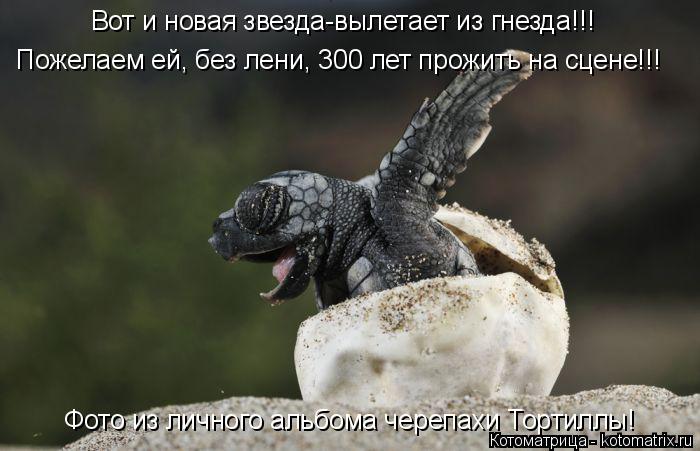 Котоматрица: Вот и новая звезда-вылетает из гнезда!!! Пожелаем ей, без лени, 300 лет прожить на сцене!!!  Фото из личного альбома черепахи Тортиллы!