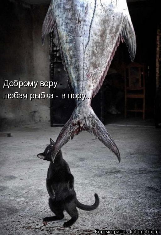 Доброму вору - любая рыбка - в пору...... Котоматрица: Доброму вору - любая рыбка - в пору...