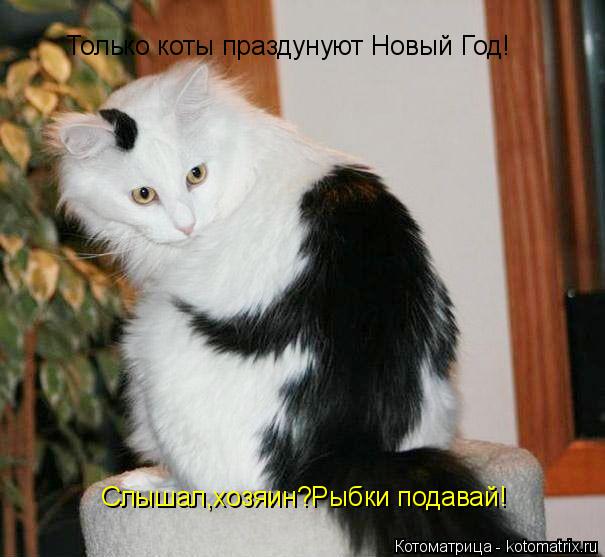 Котоматрица: Только коты праздунуют Новый Год! Слышал,хозяин?Рыбки подавай!