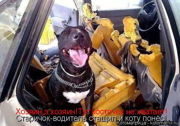 Котоматрица: Хозяин,э,хозяин!Тут косточек не хватает! Хозяин,э,хозяин!Тут косточек не хватает! Старичок-водитель стащил и коту понёс!