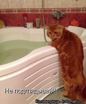 Не подглядывай!!!... Котоматрица: Не подглядывай!!!
