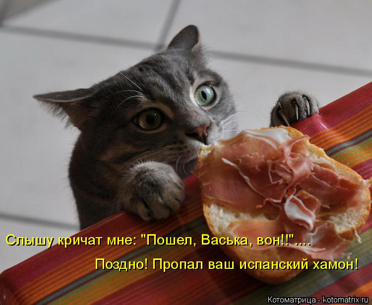 Слышу кричат мне: "Пошел, Васька, вон!!".... Поздно! Пропал ваш испанский хамон!... Котоматрица: Слышу кричат мне: "Пошел, Васька, вон!!".... Поздно! Пропал ваш испанский хамон!