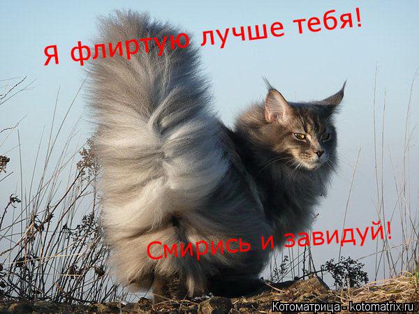 Котоматрица: Я флиртую лучше тебя! Смирись и завидуй!