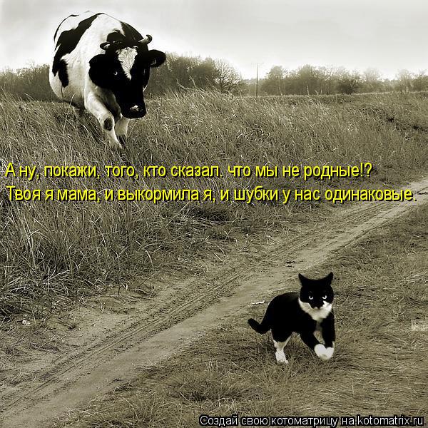 Котоматрица: А ну, покажи, того, кто сказал. что мы не родные!? Твоя я мама, и выкормила я, и шубки у нас одинаковые.