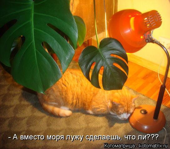 - А вместо моря лужу сделаешь, что ли???... Котоматрица: - А вместо моря лужу сделаешь, что ли???