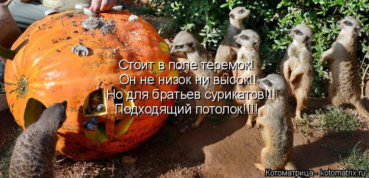 Котоматрица: Он не низок ни высок!! Стоит в поле теремок! Но для братьев сурикатов!!! Подходящий потолок!!!!