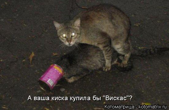 А ваша киска купила бы "Вискас"?... Котоматрица: А ваша киска купила бы "Вискас"?