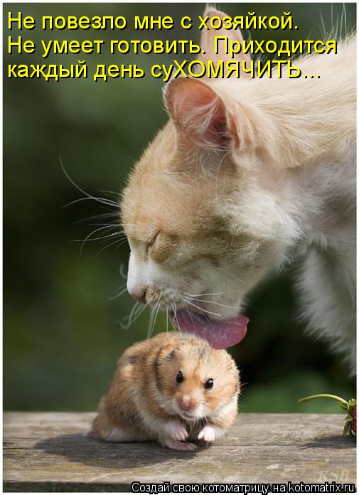 Котоматрица: Не повезло мне с хозяйкой. Не умеет готовить. Приходится каждый день суХОМЯЧИТЬ...
