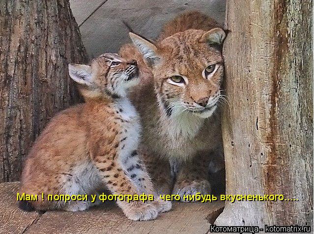 Котоматрица: Мам ! попроси у фотографа  чего нибудь вкусненького.....