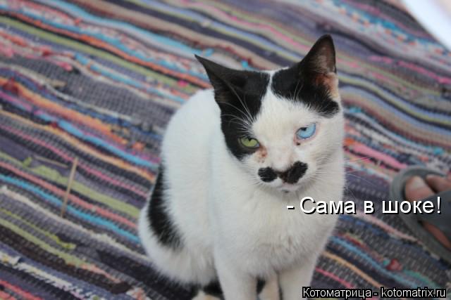 - Сама в шоке!... Котоматрица: - Сама в шоке!