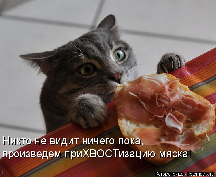 Никто не видит ничего пока, произведем приХВОСТизацию мяска!... Котоматрица: Никто не видит ничего пока, произведем приХВОСТизацию мяска!