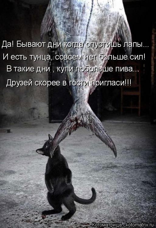 Котоматрица: Да! Бывают дни когда опустишь лапы... И есть тунца, совсем нет больше сил! В такие дни , купи побольше пива... Друзей скорее в гости пригласи!!!