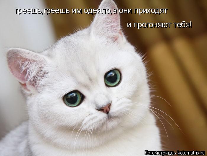 Котоматрица: греешь,греешь им одеяло,а они приходят и прогоняют тебя!