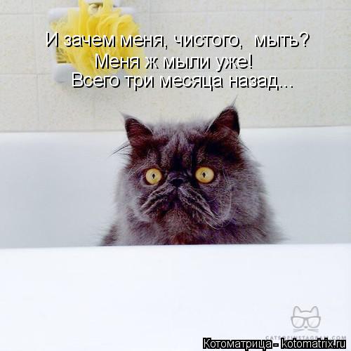 Котоматрица: И зачем меня, чистого,  мыть? Меня ж мыли уже! Всего три месяца назад...