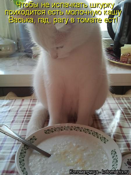 Котоматрица: Чтобы не испачкать шкурку приходится есть молочную кашу Васька, гад, рагу в томате ест!