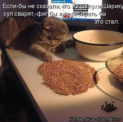 Котоматрица: Если-бы не сказали,что из шелухи Шарику  суп сварят,-фиг бы я перебирать бы  это стал.
