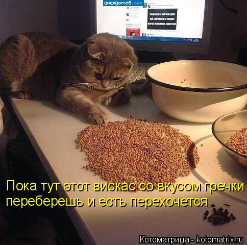 Котоматрица: Пока тут этот вискас со вкусом гречки переберешь и есть перехочется