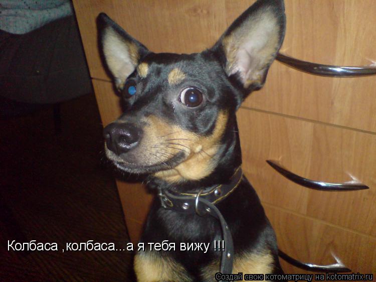 Колбаса ,колбаса...а я тебя вижу !!!... Котоматрица: Колбаса ,колбаса...а я тебя вижу !!!