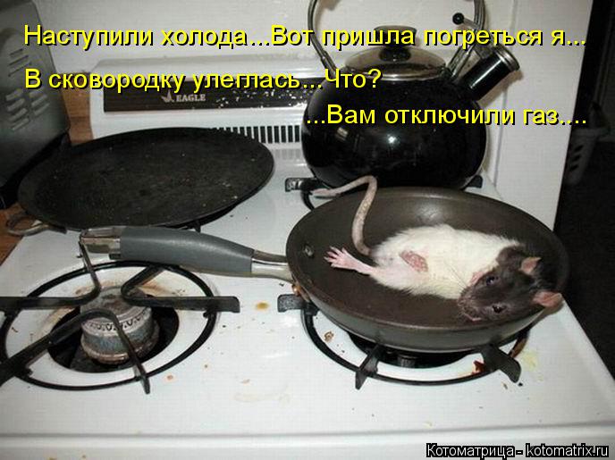 Котоматрица: Наступили холода...Вот пришла погреться я... В сковородку улеглась...Что?  ...Вам отключили газ....