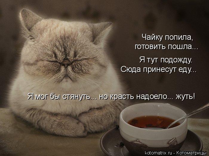 Чайку попила, готовить пошла... Я тут подожду. Сюда принесут еду... Я мог бы стянуть... но красть на... Котоматрица: Чайку попила, готовить пошла... Я тут подожду. Сюда принесут еду... Я мог бы стянуть... но красть надоело... жуть!