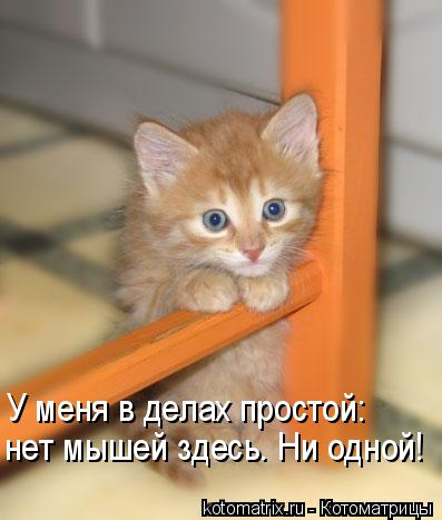 нет мышей здесь. Ни одной! У меня в делах простой:... Котоматрица: нет мышей здесь. Ни одной! У меня в делах простой: