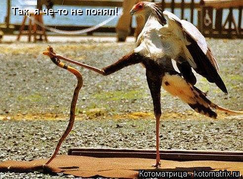 Котоматрица: Так, я че-то не понял!