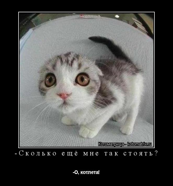 Котоматрица: -Сколько ещё мне так стоять? -О, котлета!