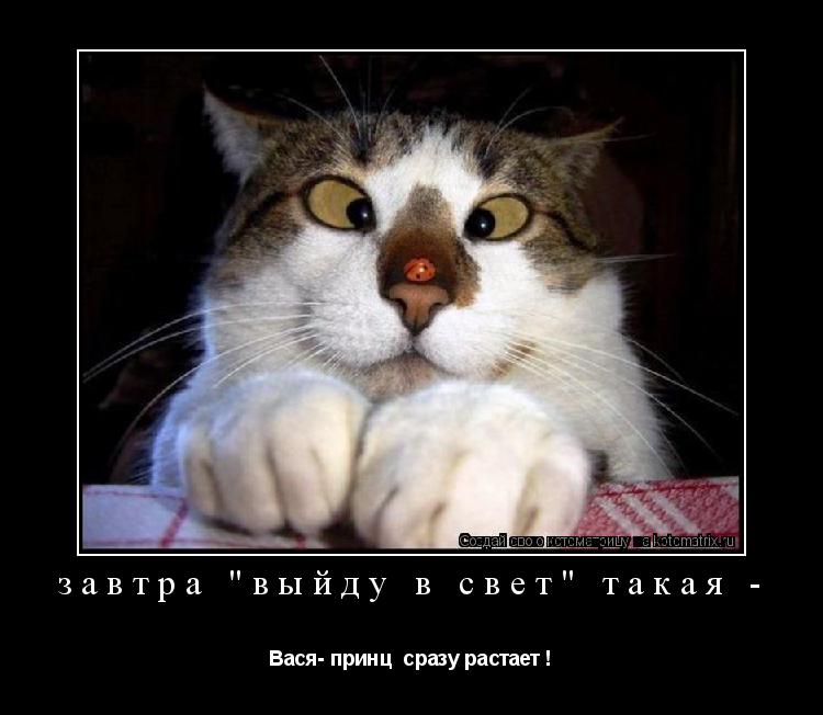 завтра "выйду в свет" такая - Вася- принц сразу растает !... Котоматрица: завтра "выйду в свет" такая - Вася- принц сразу растает !