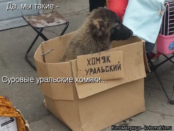 Да, мы такие - Суровые уральские хомяки...... Котоматрица: Да, мы такие - Суровые уральские хомяки...