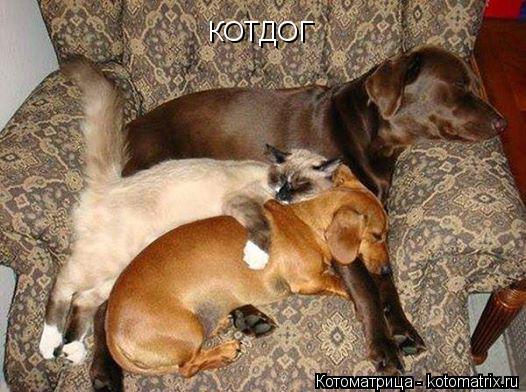 Котоматрица: КОТДОГ
