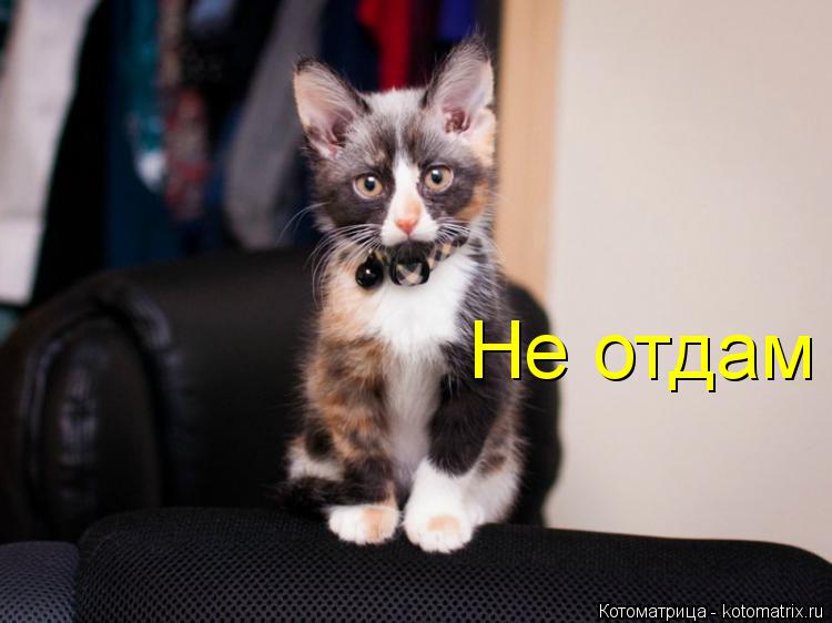 Не отдам ошейник!!!... Котоматрица: Не отдам ошейник!!!