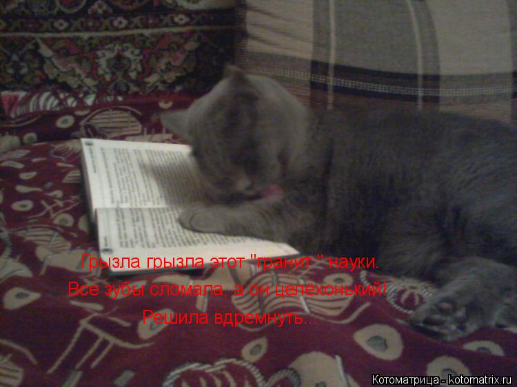 Котоматрица: Грызла грызла этот "гранит " науки. Все зубы сломала, а он целёхонький! Решила вдремнуть...